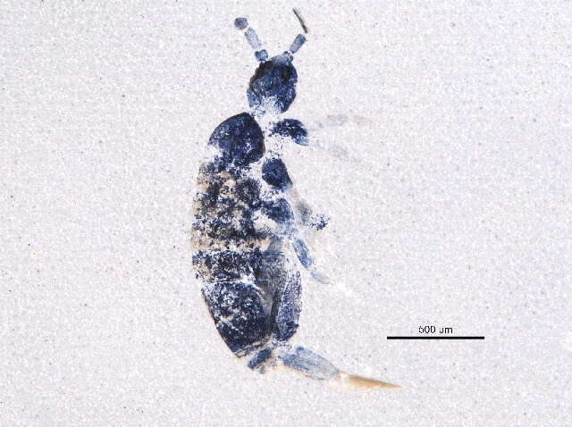 Image of Springtail