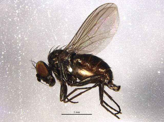 Image of Chrysotus