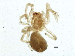 Image of Emblyna annulipes (Blackwall 1846)