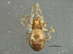 Image of Emblyna annulipes (Blackwall 1846)