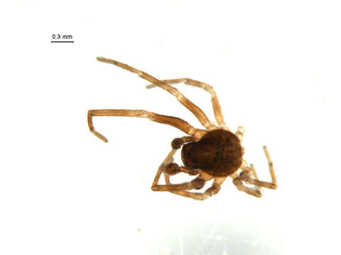 Image of Dictyna minuta Emerton 1888