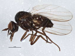 Image of Microphorinae