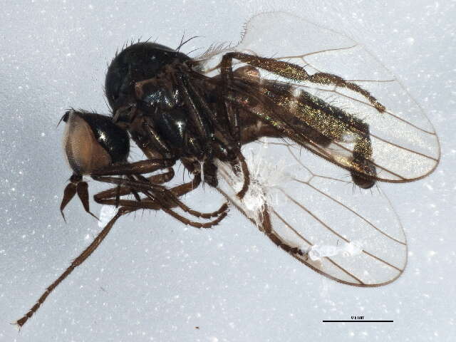 Image of Microphorinae