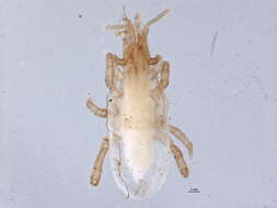 Image of Arctacaridae
