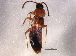 Image of Lypoglossa franclemonti Hoebeke 1992