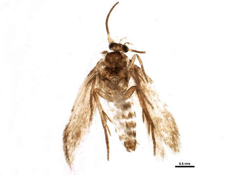 Image of Ectoedemia populella Busck 1907