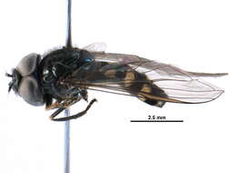 Image of Platycheirus parmatus Rondani 1857