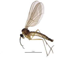 Image of Diadocidiidae