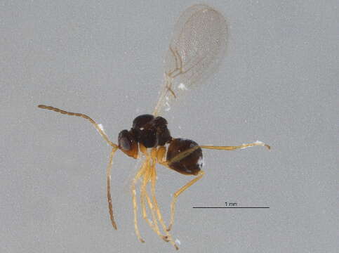 Image of <i>Alloxysta basimacula</i>