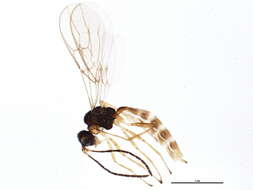 Image of Ephedrus lacertosus (Haliday 1833)