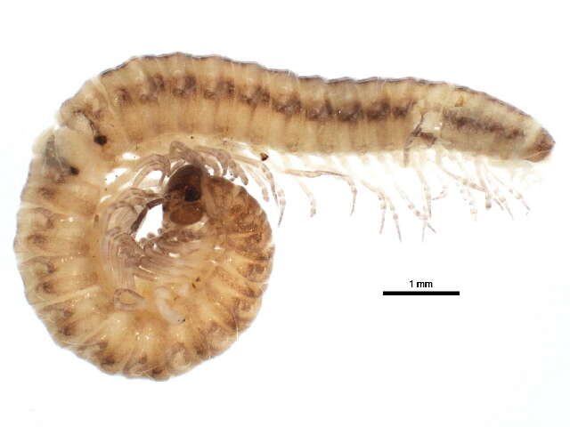 Chordeumatidae resmi