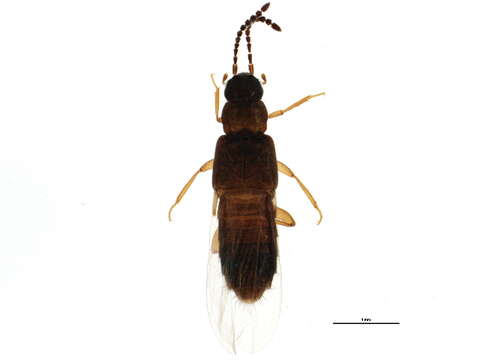 Image of Atheta (Philhygra) pinegensis Muona 1983