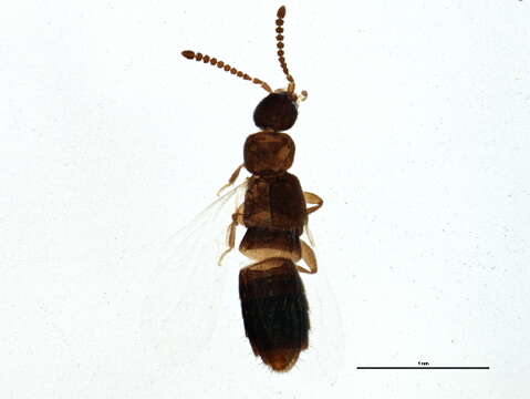 Image of Schistoglossa (Schistoglossa) hampshirensis Klimaszewski 2009