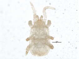 Image of Hydryphantidae