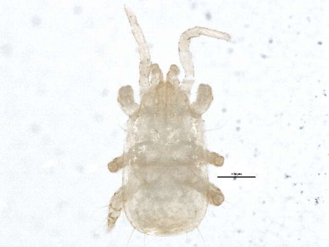 Image of Hydryphantidae