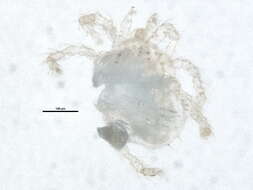 Image of Hydryphantidae