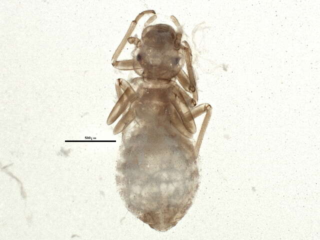 Stenopsocidae resmi