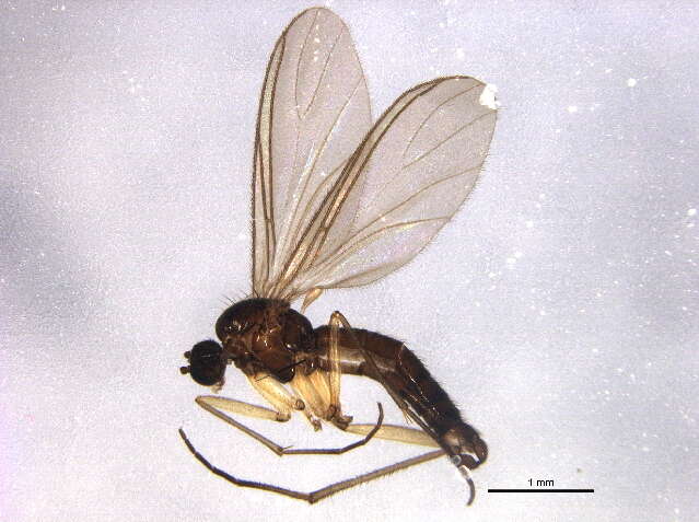 Image of <i>Baeosciara scotica</i>