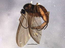 Image of Trichosia diota