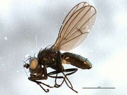 Image of Lamproscatella bimaculata Hendel 1933