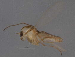 Image of Pseudorthocladius