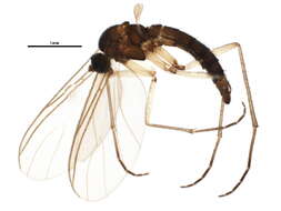 Image of <i>Baeosciara scotica</i>