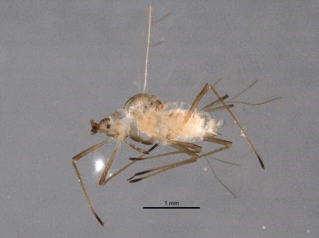 Image of Macrosiphum