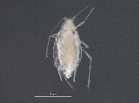 Image of Cavariella (Cavariella) digitata Hille Ris Lambers 1969