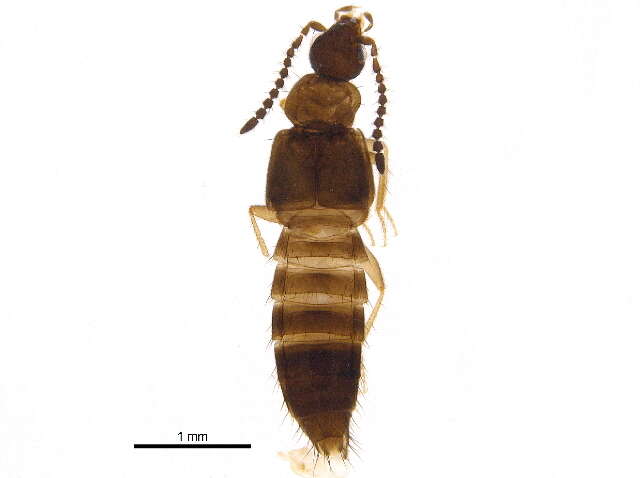 Image of Atheta (Dimetrota) capsularis Klimaszewski 2005