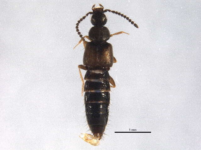 Image of Atheta (Dimetrota) capsularis Klimaszewski 2005