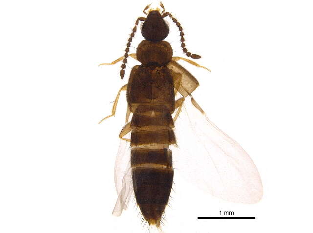 Image of Atheta (Dimetrota) capsularis Klimaszewski 2005