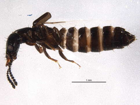 Image of Rove beetle