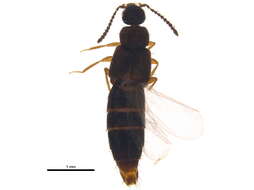 Image of Atheta (Dimetrota) terranovae Klimaszewski & Langor 2011