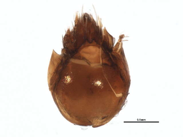 Oribatellidae Jacot 1925的圖片