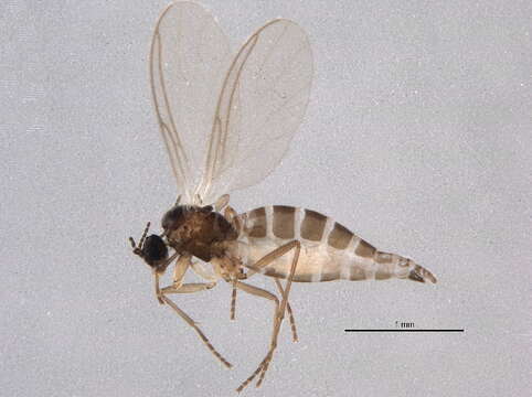 Image of Scatopsciara geophila