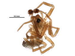 Image of Diplocentria rectangulata (Emerton 1915)