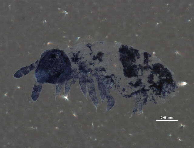 Image of Hypogastrura (Hypogastrura) tooliki Fjellberg 1985