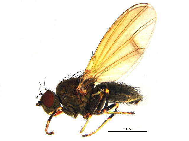 Image of Notiphila avia Loew 1878