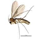 Image of Coelophthinia