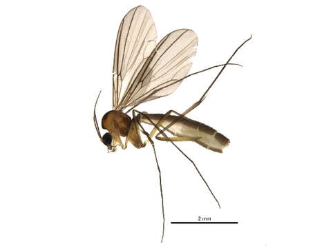 Image of Coelophthinia