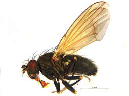 Image of Notiphila avia Loew 1878