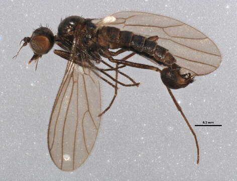 Image of Empidoidea