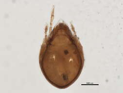 Sivun Dendroeremaeidae Behan-Pelletier, Eamer & Clayton 2005 kuva