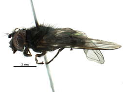 صورة Cheilosia tristis