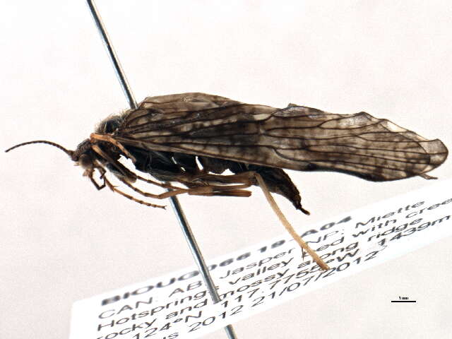 Image of Rhyacophila vocala Milne 1936