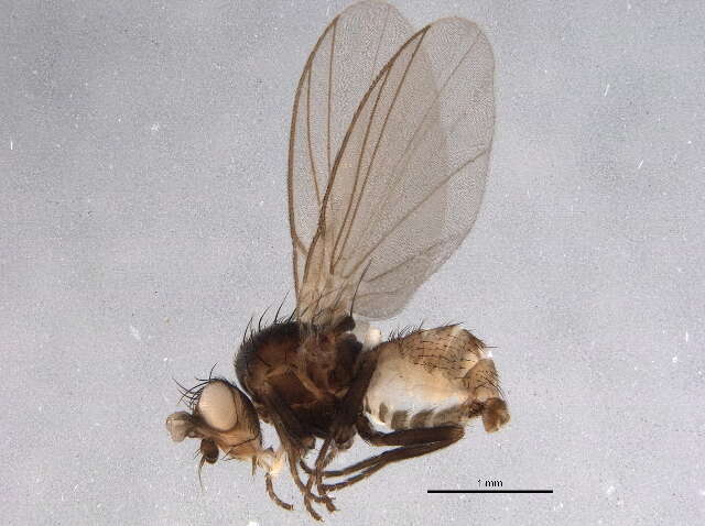 Image of Chromatomyia