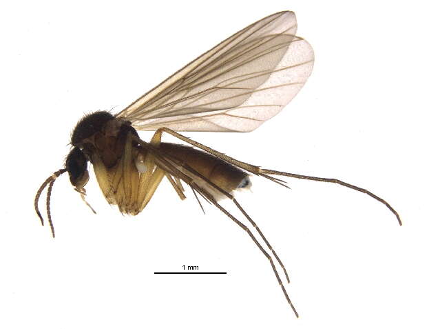 Image of Exechia nigra Edwards 1925