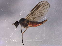 Image of Iteaphila