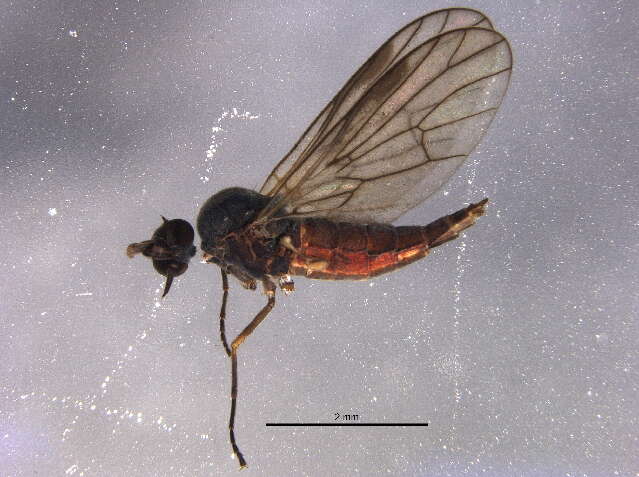 Image of Iteaphila