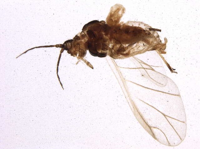 Image of Schizaphis (Paraschizaphis) scirpicola (Hille Ris Lambers 1960)